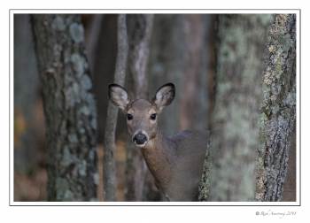 White-tailed Doe.jpg